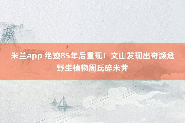 米兰app 绝迹85年后重现！文山发现出奇濒危野生植物周氏碎米荠