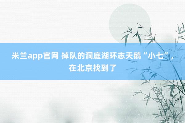 米兰app官网 掉队的洞庭湖环志天鹅“小七”，在北京找到了