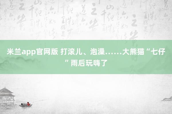 米兰app官网版 打滚儿、泡澡……大熊猫“七仔”雨后玩嗨了