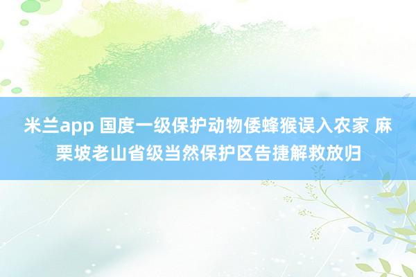 米兰app 国度一级保护动物倭蜂猴误入农家 麻栗坡老山省级当然保护区告捷解救放归