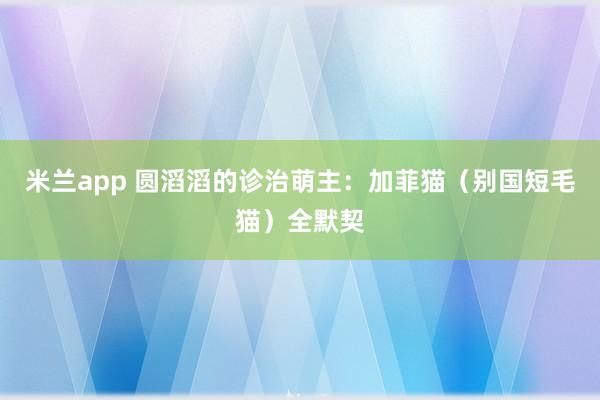 米兰app 圆滔滔的诊治萌主：加菲猫（别国短毛猫）全默契