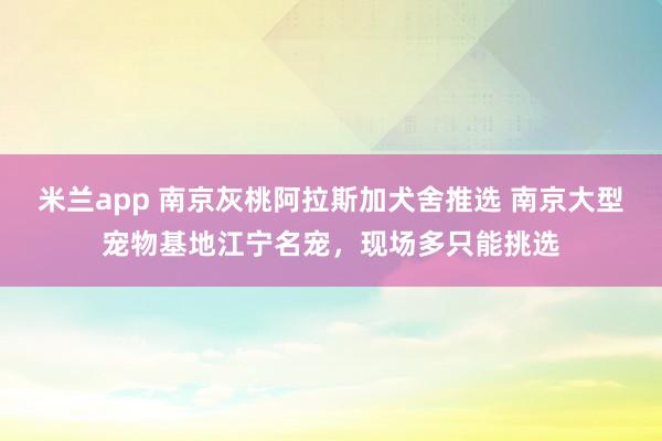 米兰app 南京灰桃阿拉斯加犬舍推选 南京大型宠物基地江宁名宠，现场多只能挑选